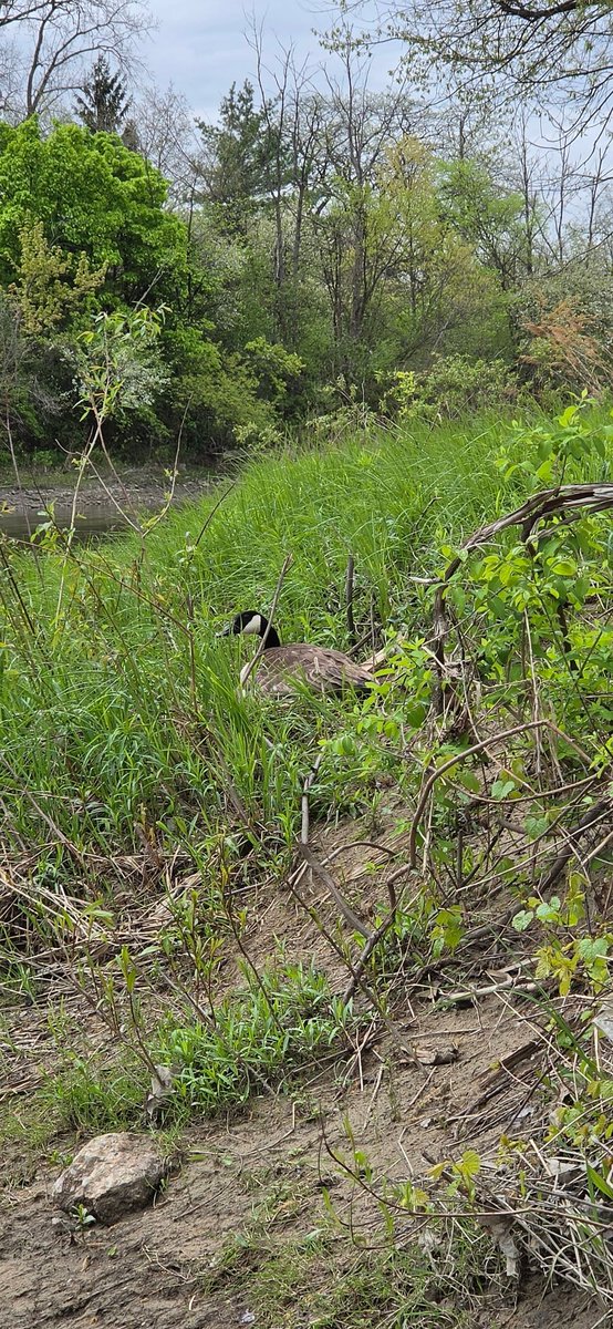 TOTSOBmiesen's tweet photo. This goose sat and watched us fish the whole time. We kept our distance so she could stay on the nest, but it was pretty cool watching her watch us.
#Waterfowl #CanadaGoose #FishingLife #Wildlife #RespectWildlife https://t.co/JTrEo3wgYH