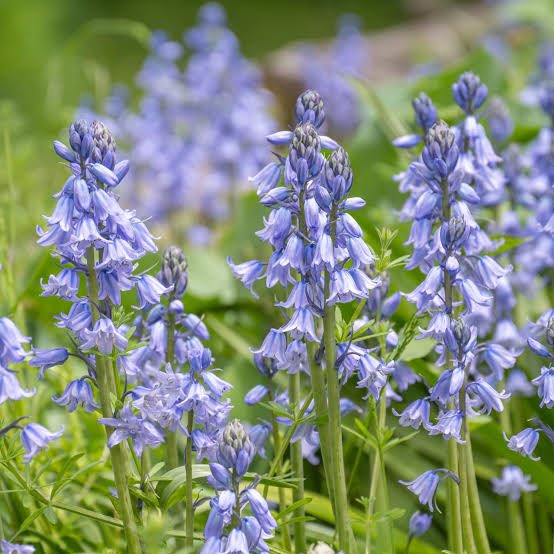 ricinustorn's tweet photo. {@HideTheFace} 

His love. His mate. His Bluebell. 

Naturally, Castor sprouts these in abundance when it’s near. 

They smell as they do in nature, fresh and like spring time, but with a distinct spiciness that could only come from loving it. https://t.co/j4lXPgy4In