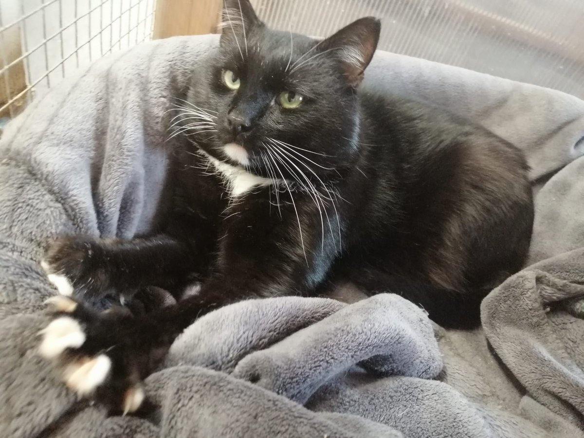 animalswilmslow's tweet photo. Claudius, 7, is in full cosy‑cuddle mode today ❤️ 
This handsome lad loves his comfy bed while he waits for his forever home. 
More info: https://t.co/LbXMc1ximj
#AdoptDontShop #Wilmslow #AlderleyEdge https://t.co/wisfh8VnIX