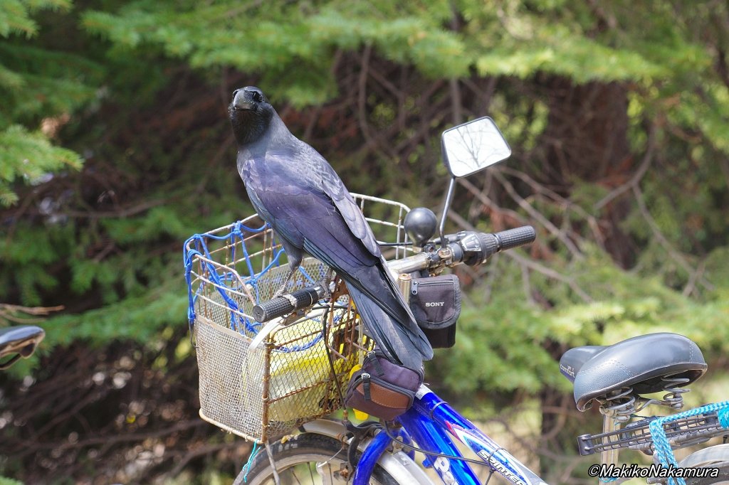 NPO法人札幌カラス研究会 tweet media