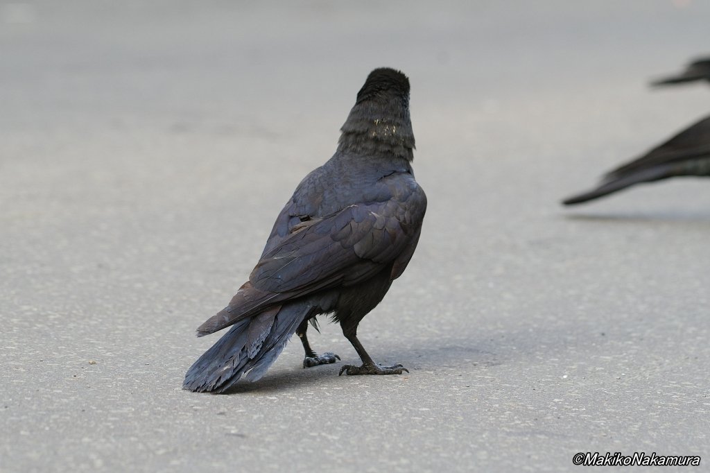 NPO法人札幌カラス研究会 tweet media