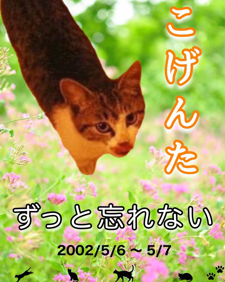 kaz♀_犬猫好き(愛猫アイ月命日26日) tweet media