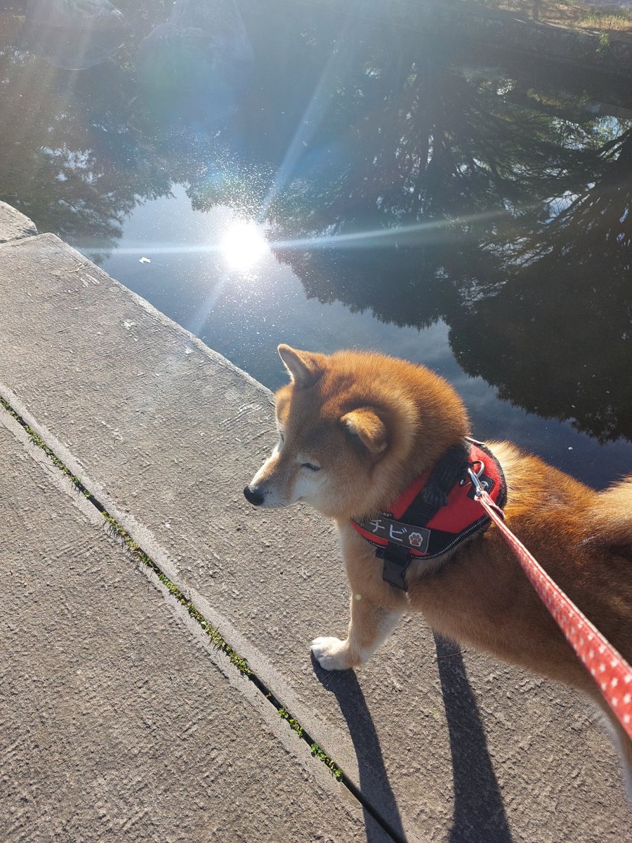 おはようございます🐶💕
朝ん歩🐶  
今日最終日  天気よくてよかった
チビは参戦しません😅😅😅
朝日が公園池に写った🌅