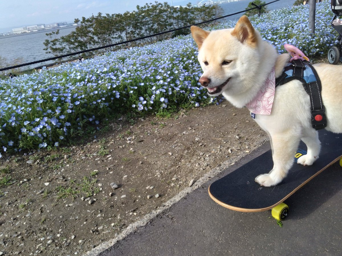 eeerikaooo3's tweet photo. ネモフィラも見てきたよ♫
#白豆柴 #まめしば #おま�� #わんこのいる生活 #ネモフィラ #まえしまシーサイドパーク https://t.co/VjaBI9yfdW