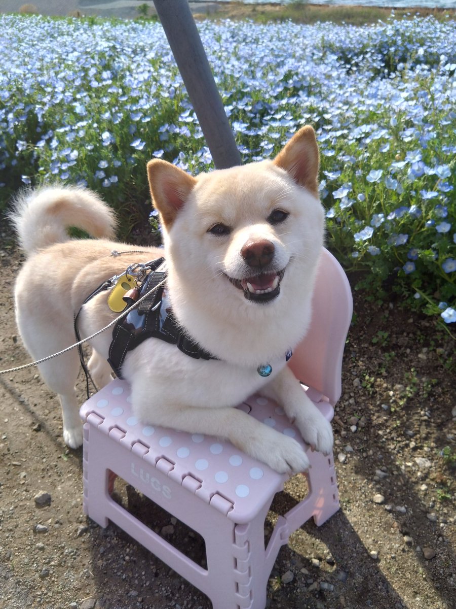 eeerikaooo3's tweet photo. ネモフィラも見てきたよ♫
#白豆柴 #まめしば #おま�� #わんこのいる生活 #ネモフィラ #まえしまシーサイドパーク https://t.co/VjaBI9yfdW