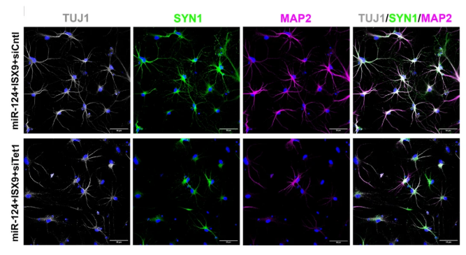 Neural Cell News tweet media