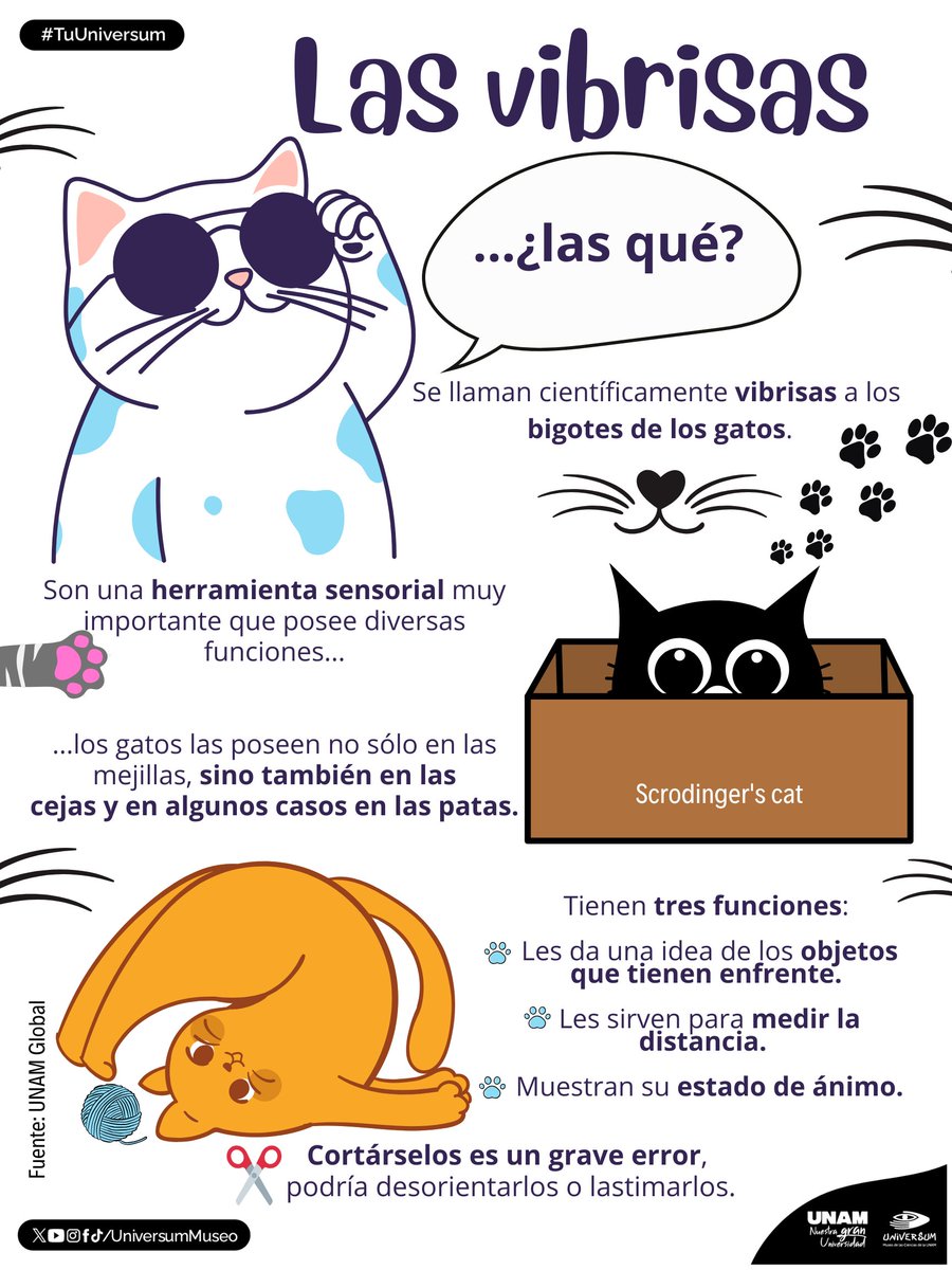 UniversumMuseo's tweet photo. 🐈🧶 No son solo adornos para su carita,  son antenas sensoriales para los michis 😸💛

#TuUniversum https://t.co/jK0iOztLsg