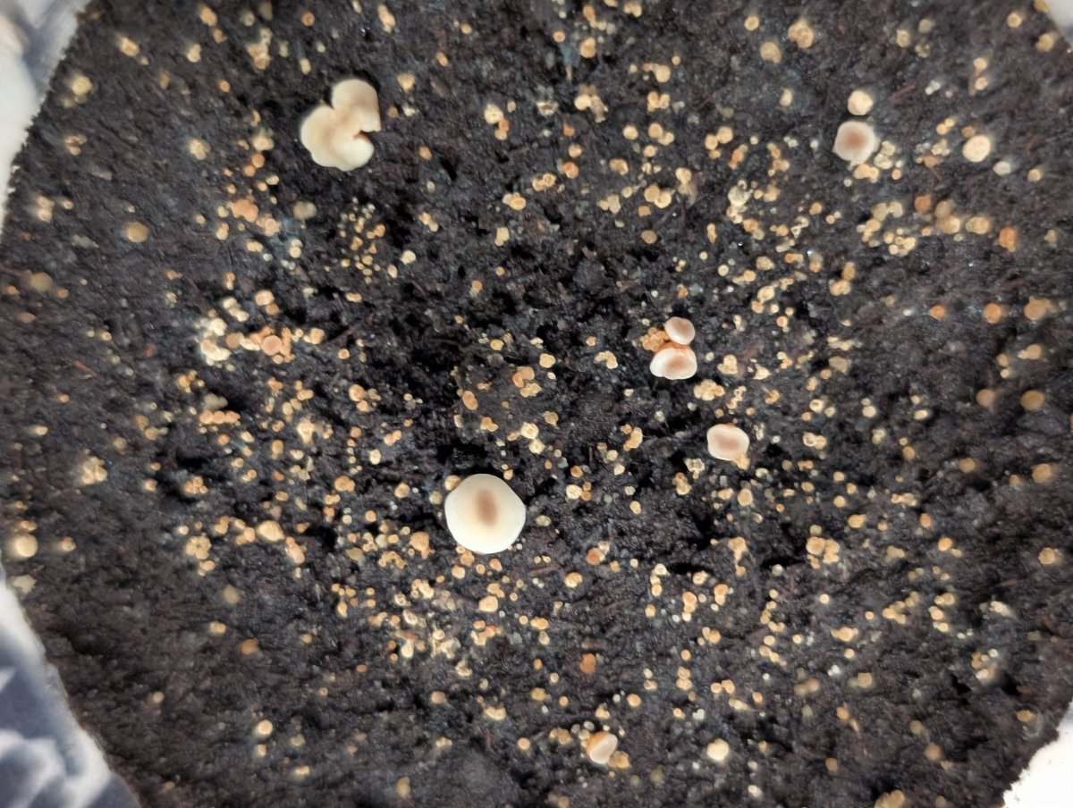 KenInuyama's tweet photo. ミドリノヒカリ
ヤコウタケ。
Mycena chlorophos https://t.co/HsH9qBLJ3F