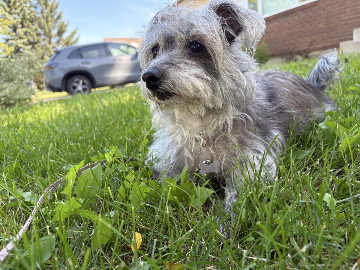 tibblesplays's tweet photo. @imperfctforu Belle, my soulmate dog for 10 years who passed in November
Leah, sweet white bunny who passed in September at 3 years old 
Nigel (Bubba), my fluffy grumpy bun who is about to turn 4 
Charli, the 6 year old yorkie I got with my mom before I moved out

Enjoy!!! https://t.co/9lyi5DYQwM