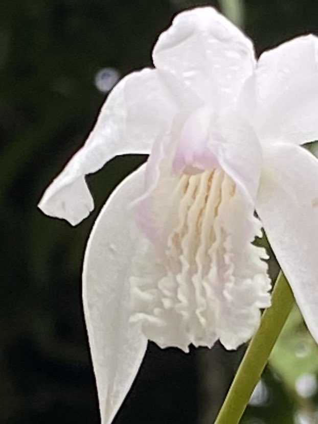 庭に昔からいるけど去年初めて名前を知ったシラン
毎年雑草のように抜いていたから花を見ることはあまりなかったけど今年は抜かなかったら結構たくさん咲いてる🤭よく見ると少しピンクで可愛い顔してる💓