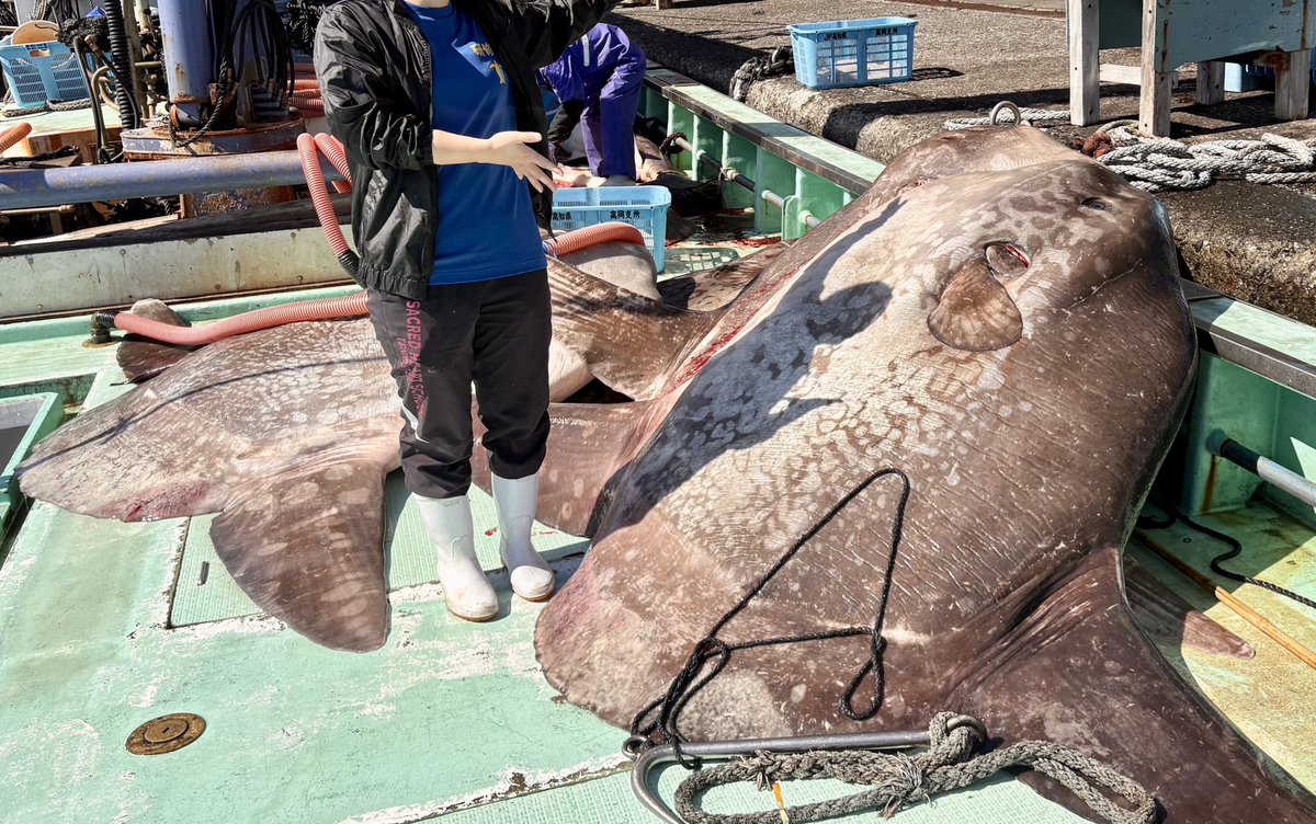 きのう、良いサイズが５匹水揚げされていました。

研修生も大興奮。

さばくのは大変ですが、とても美味しいです。