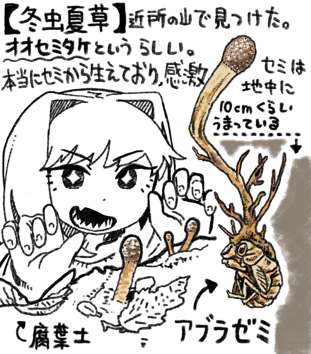 冬虫夏草って、良い