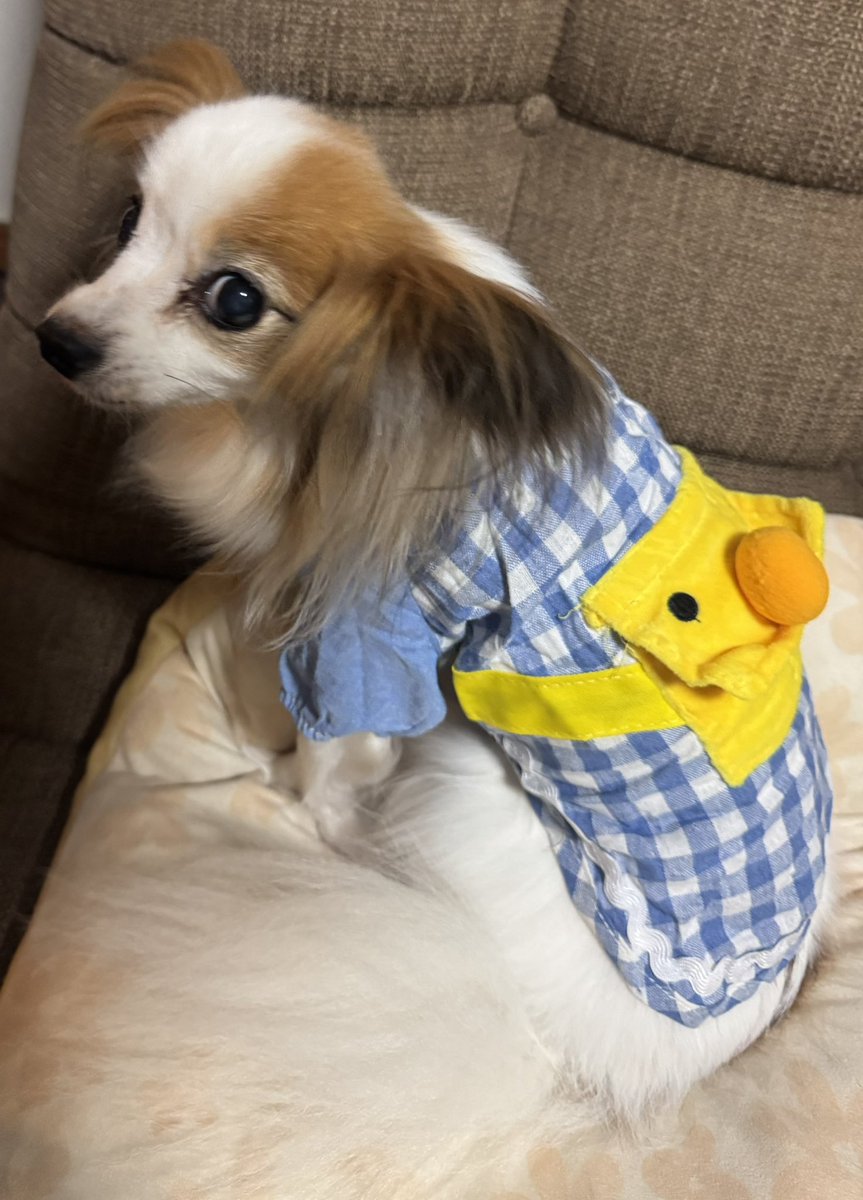 我が家に犬が来てから一年が経ちました 仮病使うくらい小賢しい