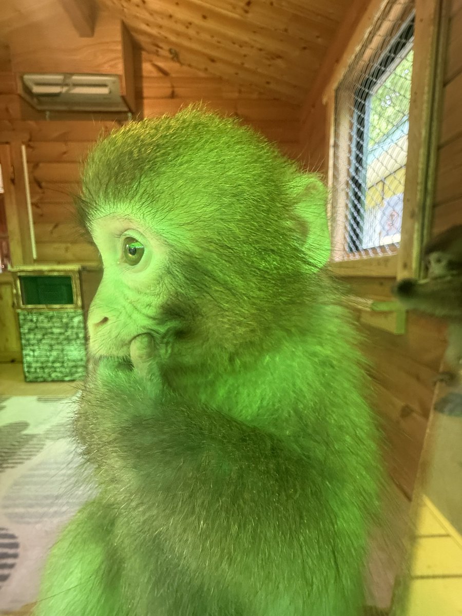 🍼ゆらちゃん🍼 すくすく成長中~ 指しゃぶりしてます🐒 #日光おさる