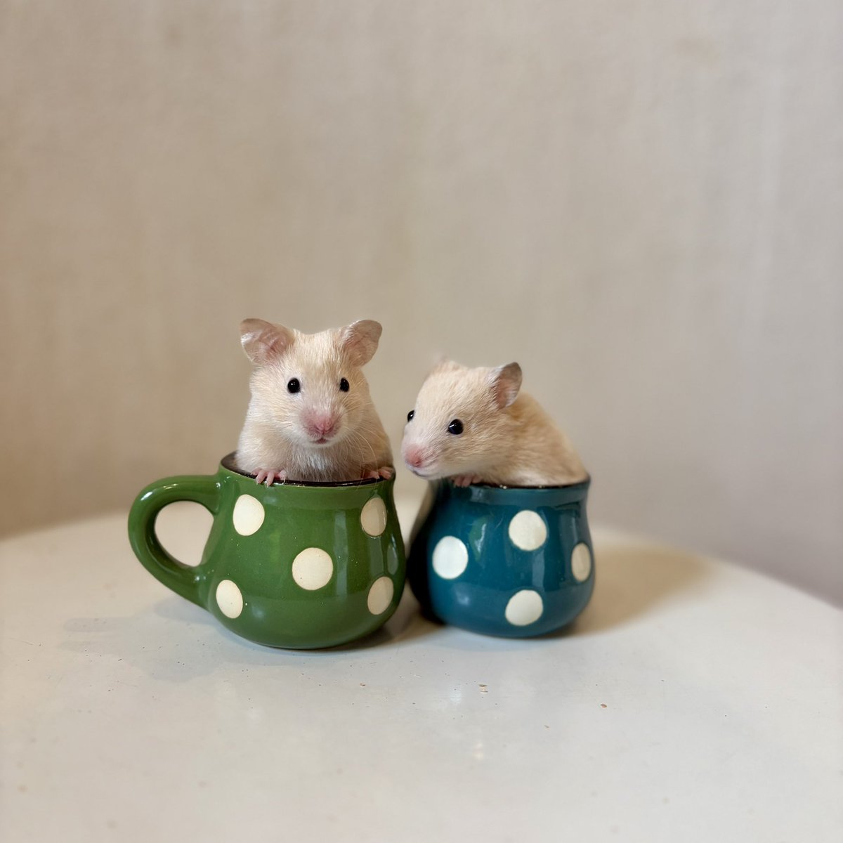 当店生まれのキンクマサテンのハムスターがデビューしました