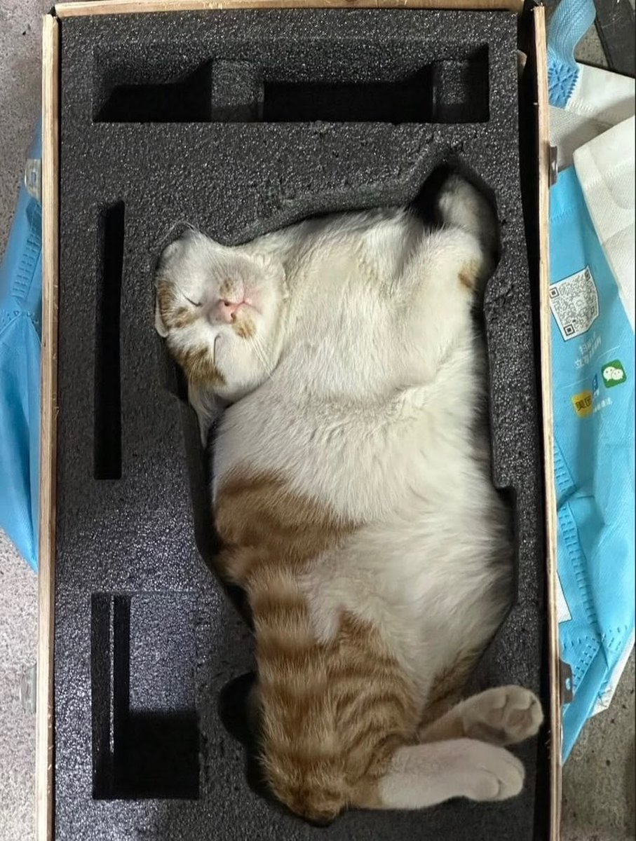 nocontextscats's tweet photo. Cat still in original package https://t.co/O0aMS7M4G5