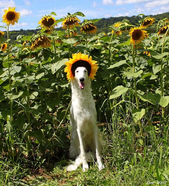 🐾Dizzy Dog🐾 tweet media