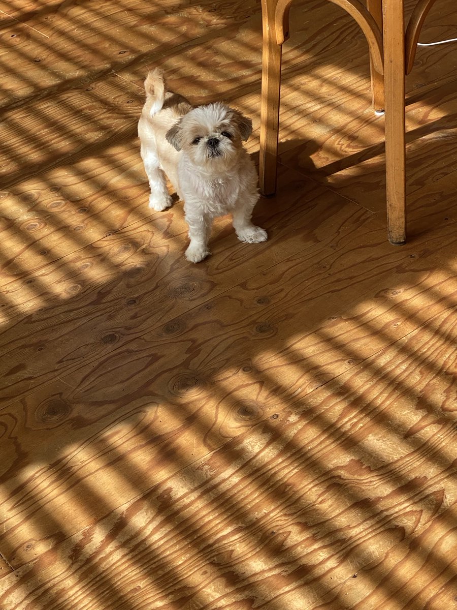 名犬おすし号＆名父さん tweet media