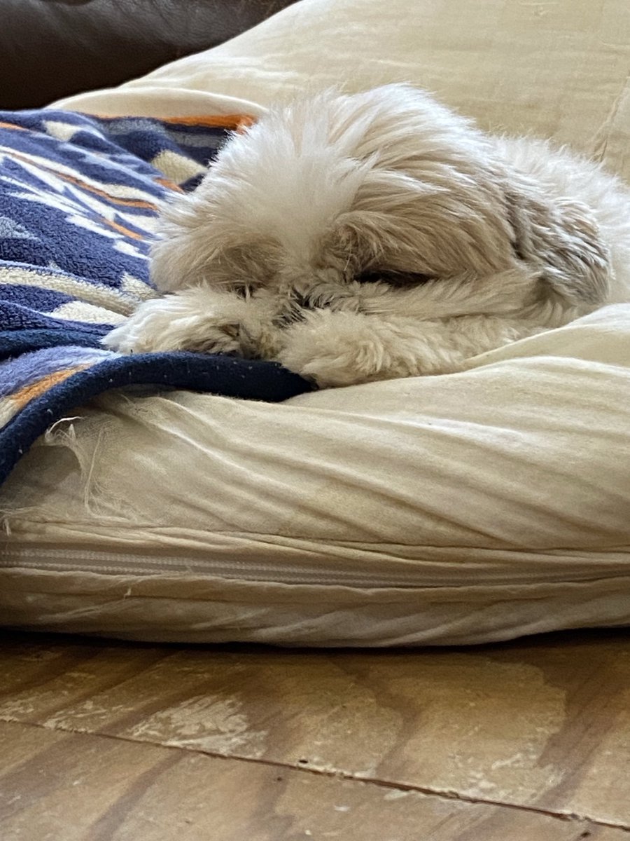 名犬おすし号＆名父さん tweet media