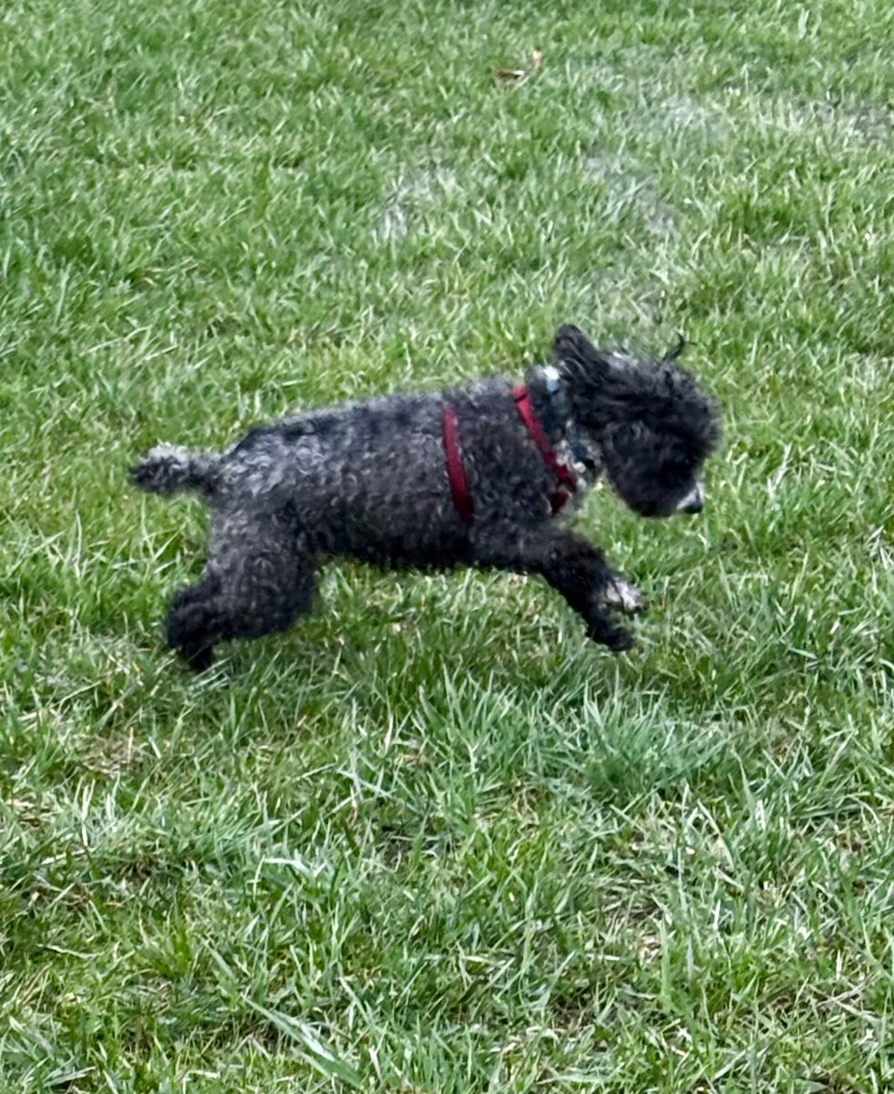 NephewSpock's tweet photo. Goodbye my sweet girl. https://t.co/Q762aUqM82