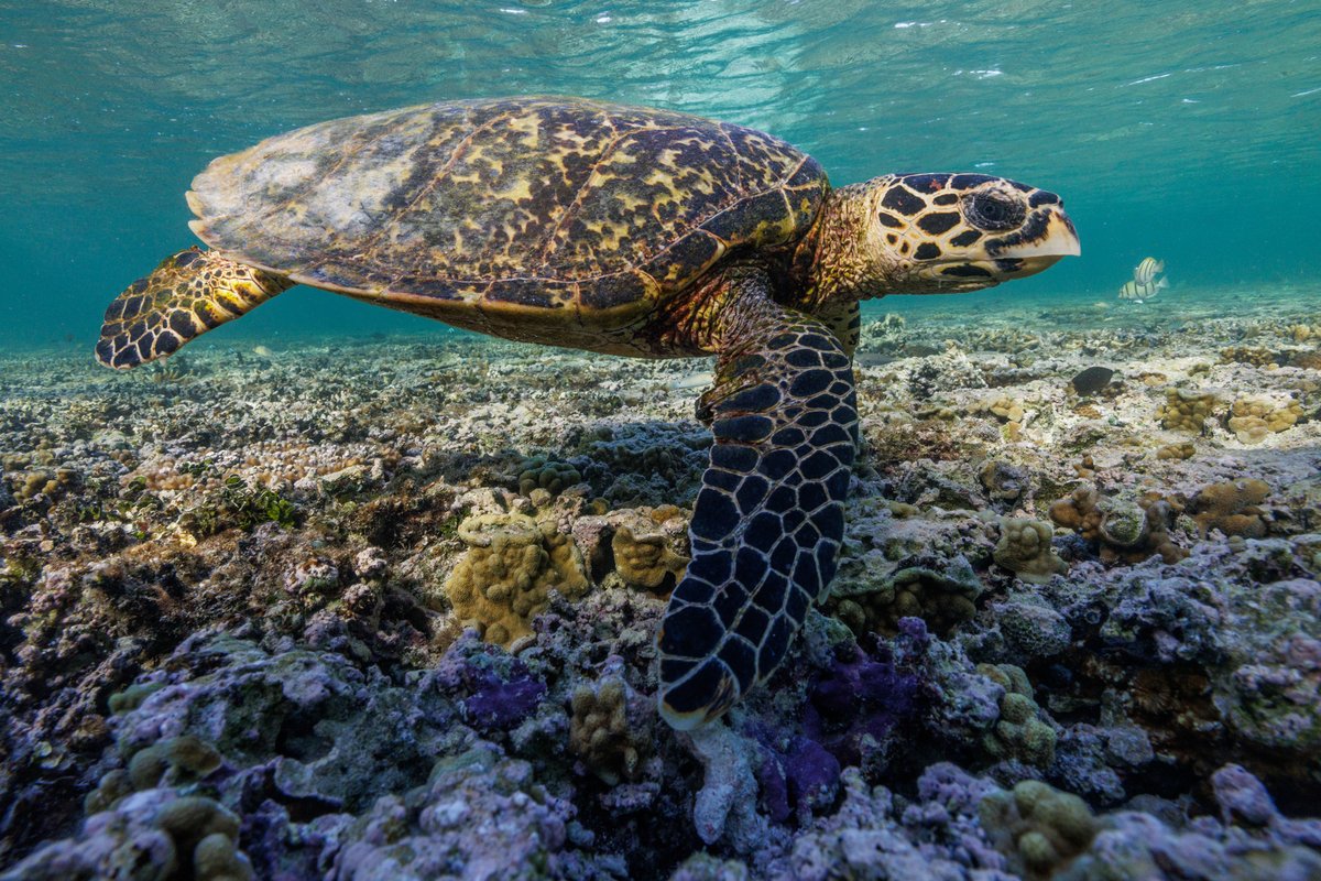 Threatened Species Index tweet media