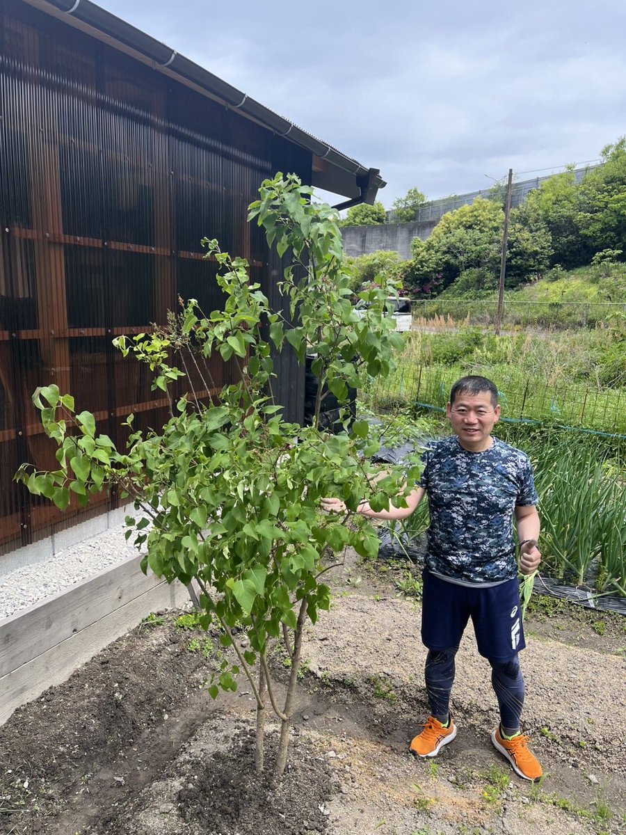 KingHisa's tweet photo. 倉敷市より苗で戴いてから4年あまり、
ボクたちの子どもと言ってもおかしくない良い薫りを漂わせるライラックが、
植木鉢から地に根を生やし、とても大きく育ちましたので、畑に植え替えをしました。
すでにボクの身長165㎝を超えています！
これからの未来、もっとすくすくと育っていくことでしょう🩷 https://t.co/6SIayVcX4I