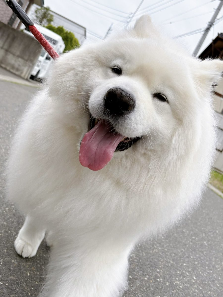 サモエドのサニー tweet media