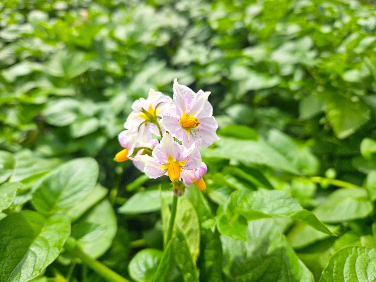 花梨～かりん💫 tweet media