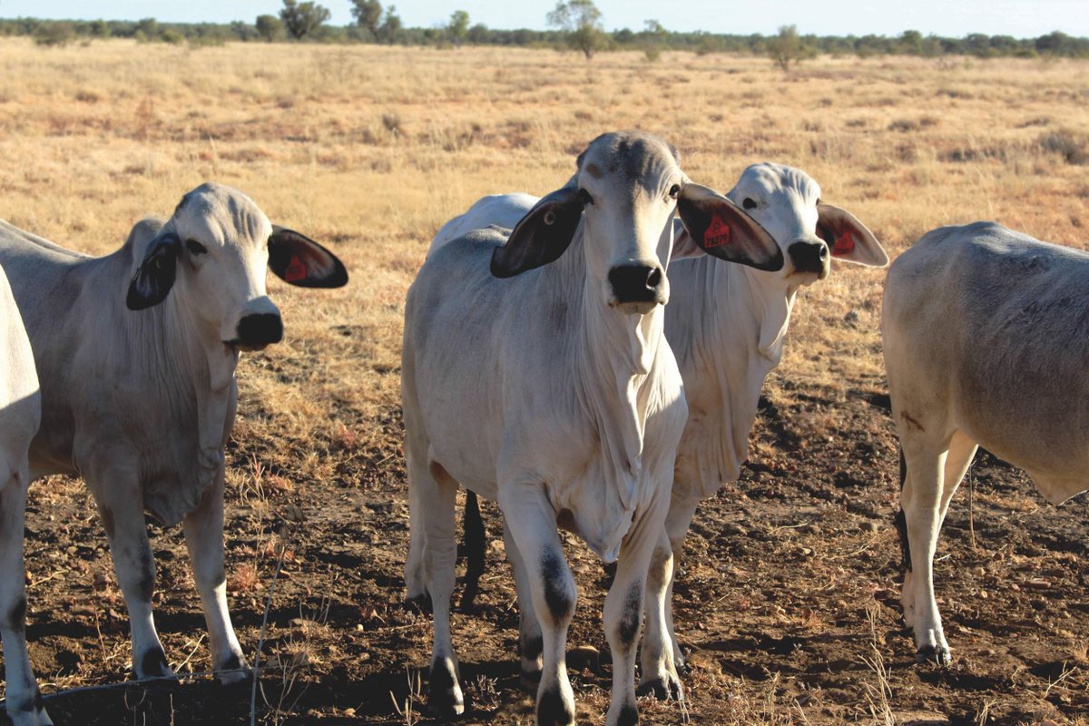AgForce Queensland tweet media