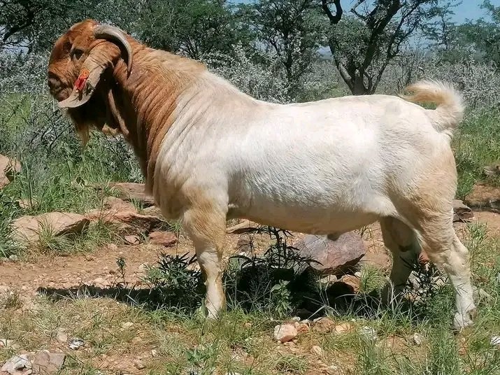 KwizeraEri's tweet photo. A good Boer breeding buck should have strong legs, a wide chest, fast growth, good libido, and proven genetics because one buck can shape the whole herd. 🐐🔥 #GoatFarming #BoerGoats https://t.co/e7PDDsKqC8