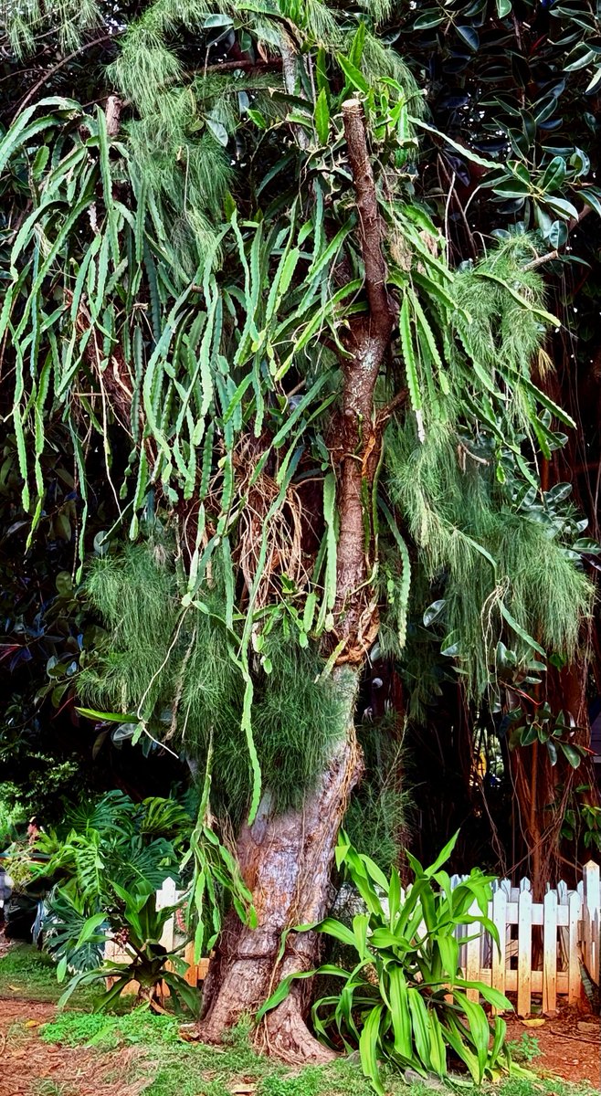s_westerly's tweet photo. Long-Needle Pine Tree with Night-Blooming Cereus Cactus growing on it ~               #tree #Cactus #TuesdayTrees https://t.co/E1lvRvlKN8