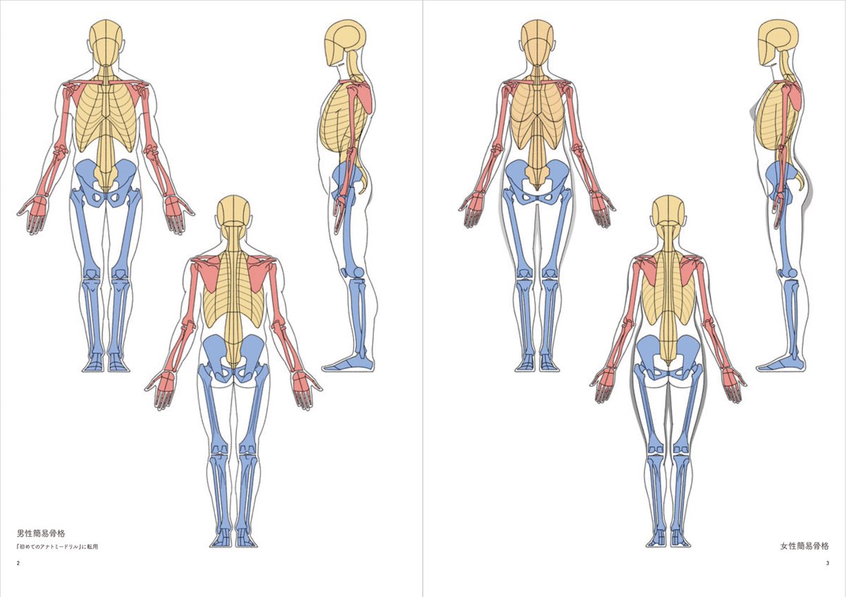 anatomy tutorials tweet media
