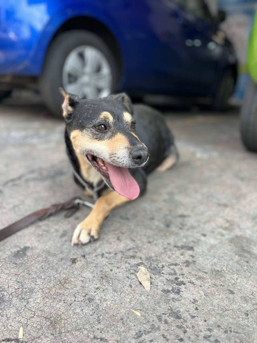 Mañana planeamos vacunar a Norita y a Aria,si alguien las quiere apoyar con eso nos avisan por favor.

También debemos un montón de traslados,necesitamos ayuda.🥺