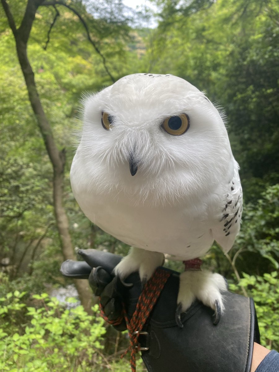 wattan0214's tweet photo. Daytime walk🦉✨
昼さんぽ
#シロフクロウ #snowyowl #fluffy #birdlovers #feathery #cute https://t.co/plF882TmJd