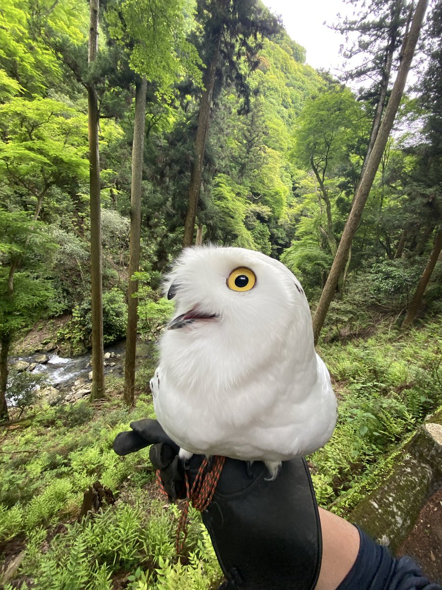 wattan0214's tweet photo. Daytime walk🦉✨
昼さんぽ
#シロフクロウ #snowyowl #fluffy #birdlovers #feathery #cute https://t.co/plF882TmJd
