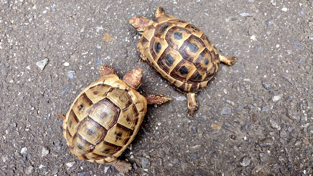 ギリシャリクガメ
（シリア）
入荷しています🐢
#リクガメ
#ギリシャリクガメ
#モンスターズモンスター