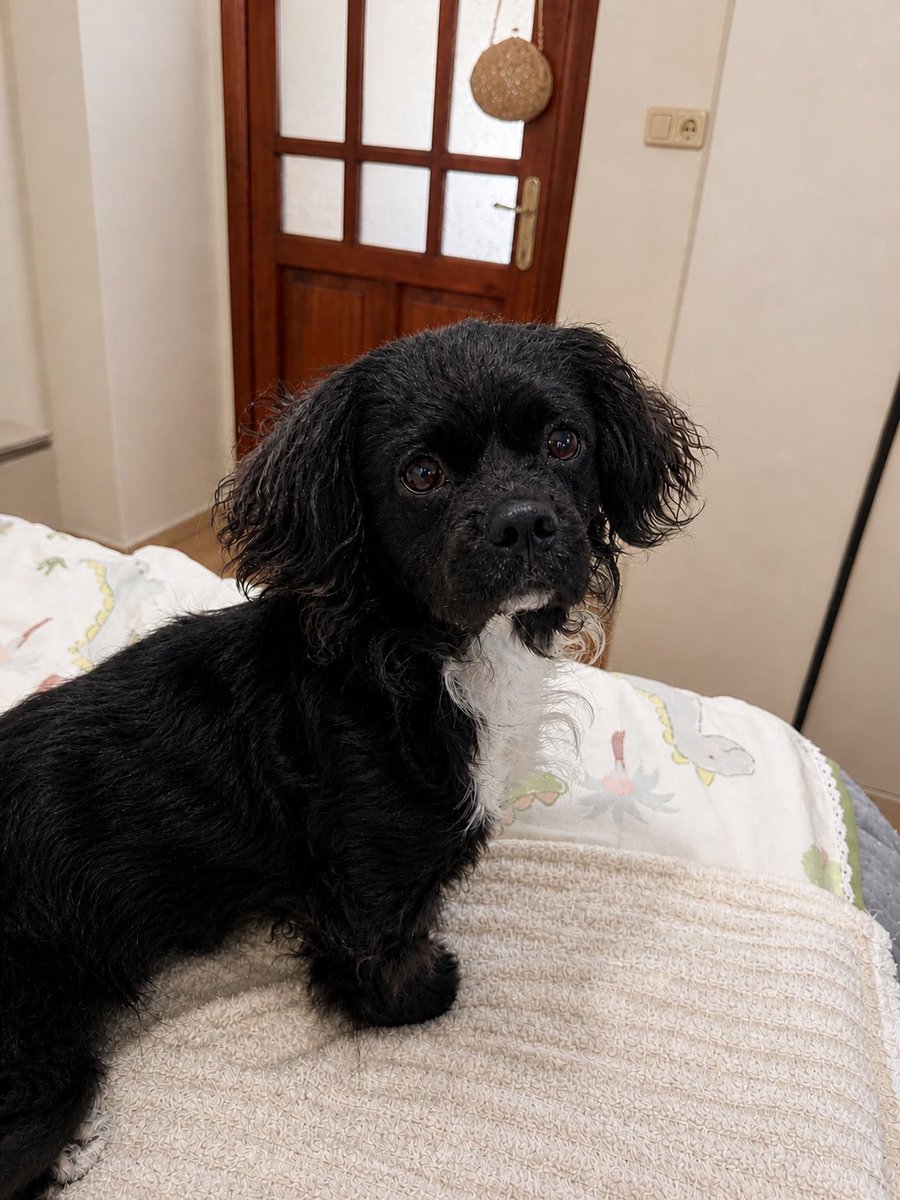 cattingwoman's tweet photo. günaydın
bu köpek bir inşaatın konteynerına bağlı bulundu. 4.5 -5 kilo civarı bir dişi. 
tahminimce 1.5/2 yaşında. 
geceden beri bizimle ve sıfır sorun🥹 kedi ve köpeklerle anlaşıyor (durum kedinize bağlı) çişini pede yapmış. 
defalarca doğurtulmuş . 
kısırlaştırma şartıyla yuva arıyorum. İstanbul