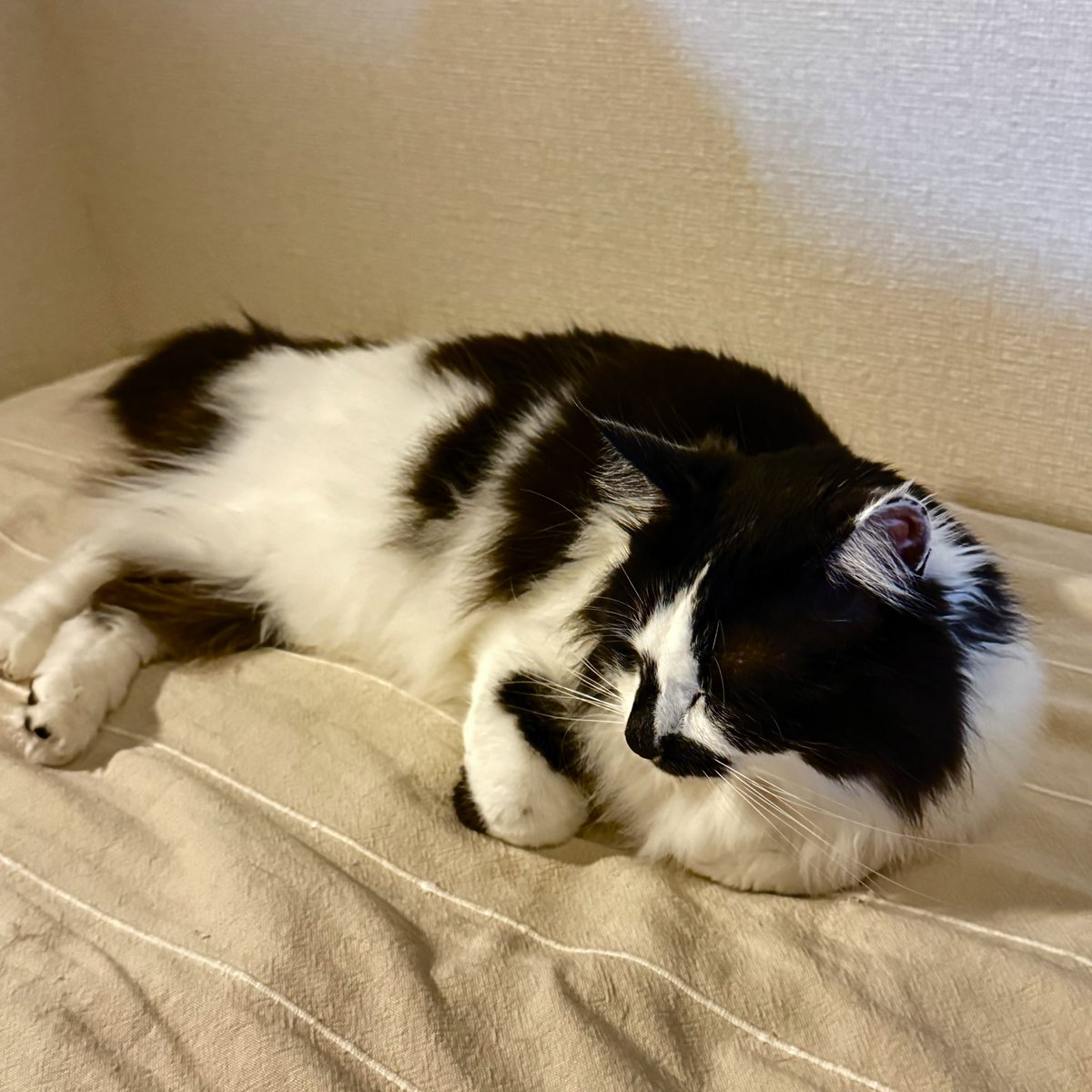 雉沢こと国沢とかいう輩がまた燃えてるみたいね🤣️鳴かずば打たれまいって、何度やらかしたら判るのか。ね、えるにゃん。