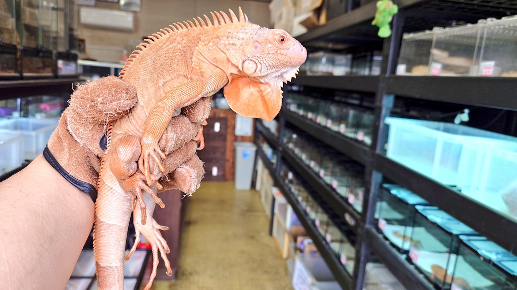 グリーンイグアナ
レッドハイポ ルビーアイ入荷🦎
#グリーンイグアナ
#イグアナ
#モンスターズモンスター