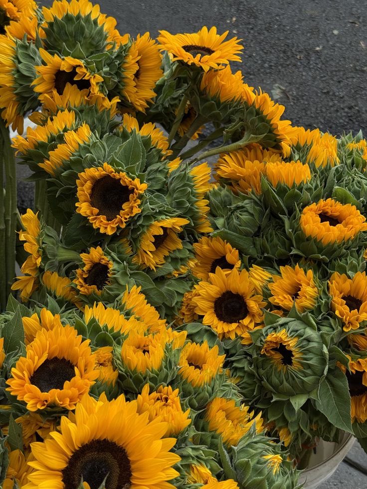 SUNFLOWER 🌻 tweet media