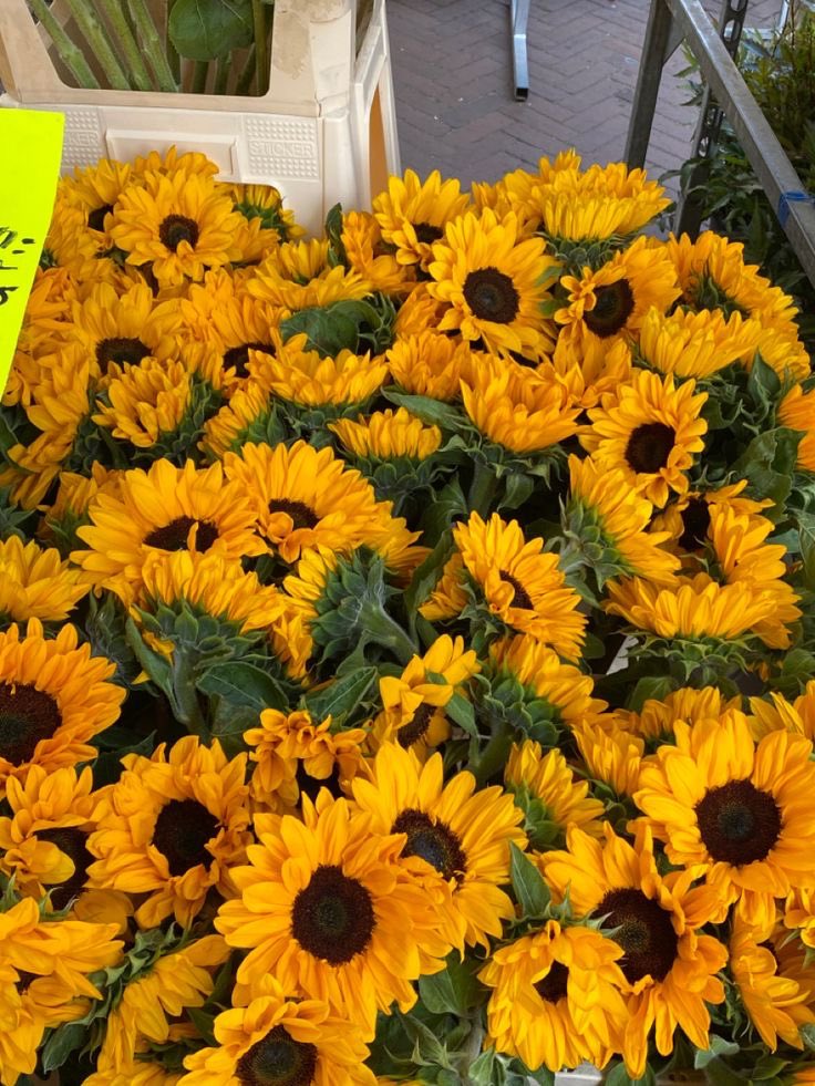 SUNFLOWER 🌻 tweet media