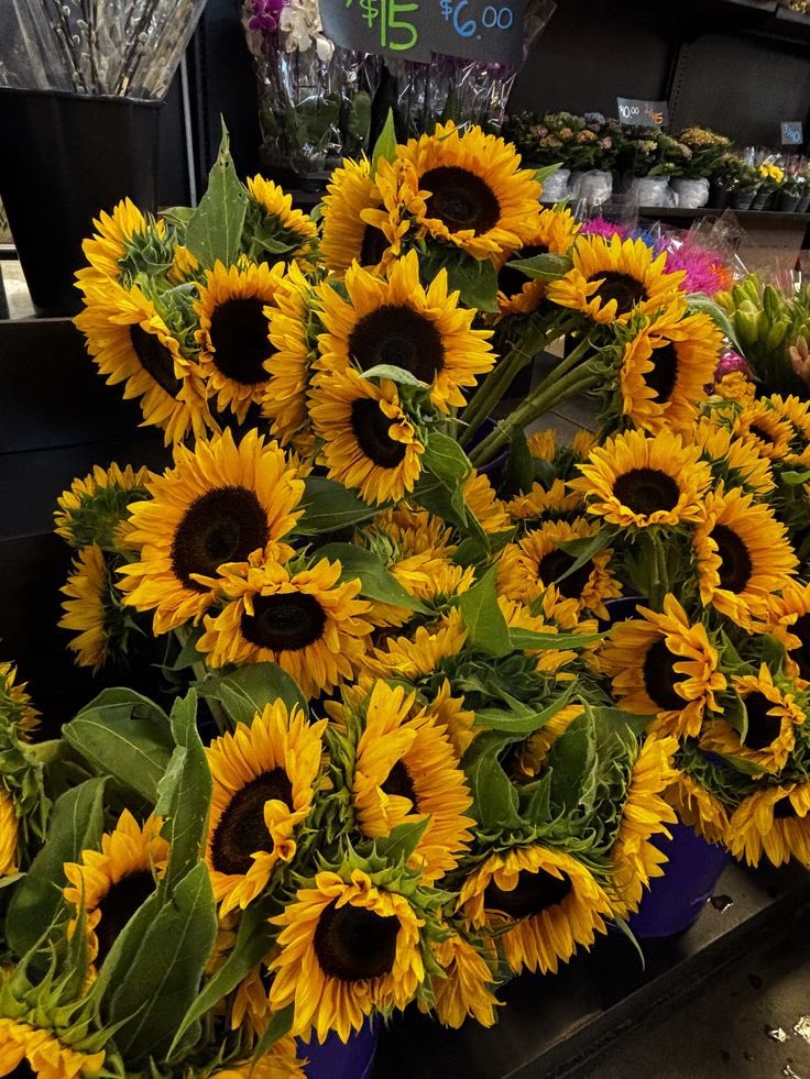 SUNFLOWER 🌻 tweet media