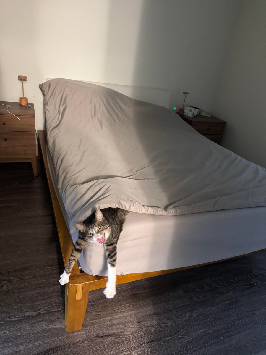 Kardeşimin kedi kişiliği iki fotoğrafta