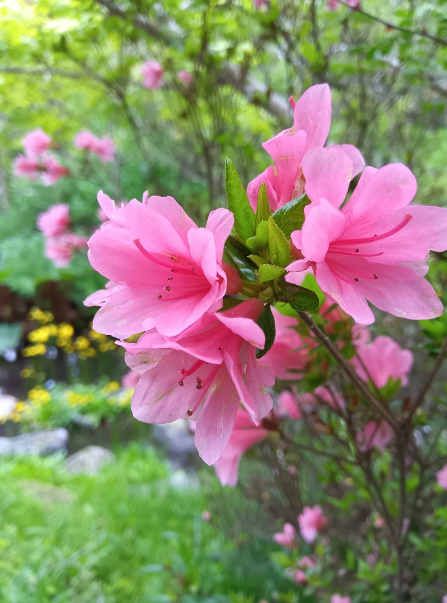 箱根湿生花園 tweet media