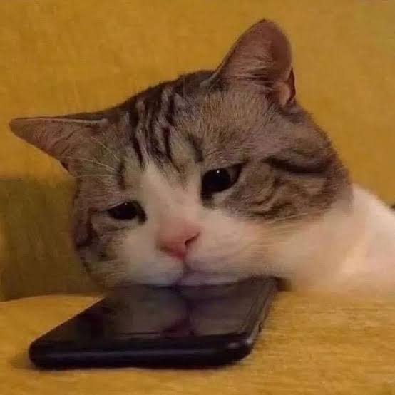 morbotipo tweet media