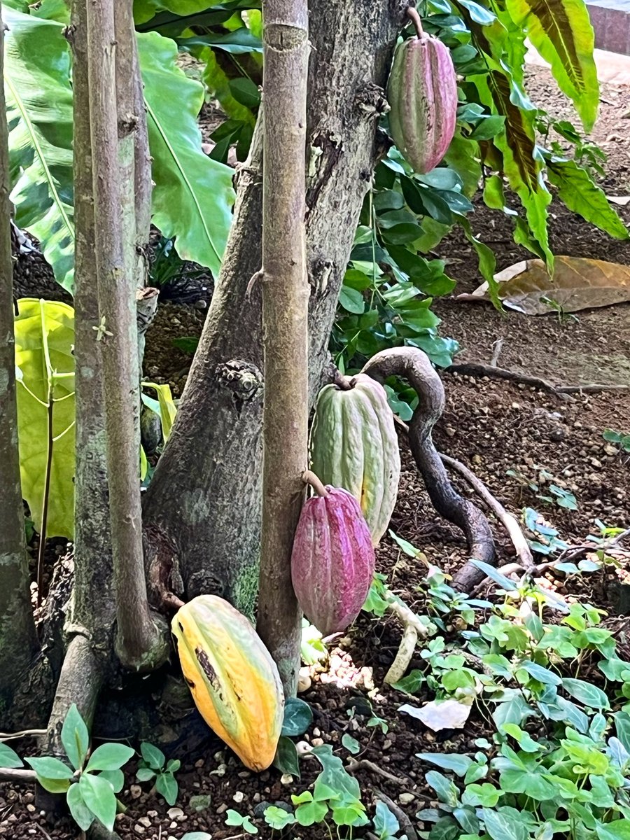 wabukun's tweet photo. 植物園でカカオの実を見てカカオアイス食べてブルーベリーの苗木貰えました。ブルーベリー2本ないと出来なかったような… https://t.co/zf6pJfSp1L