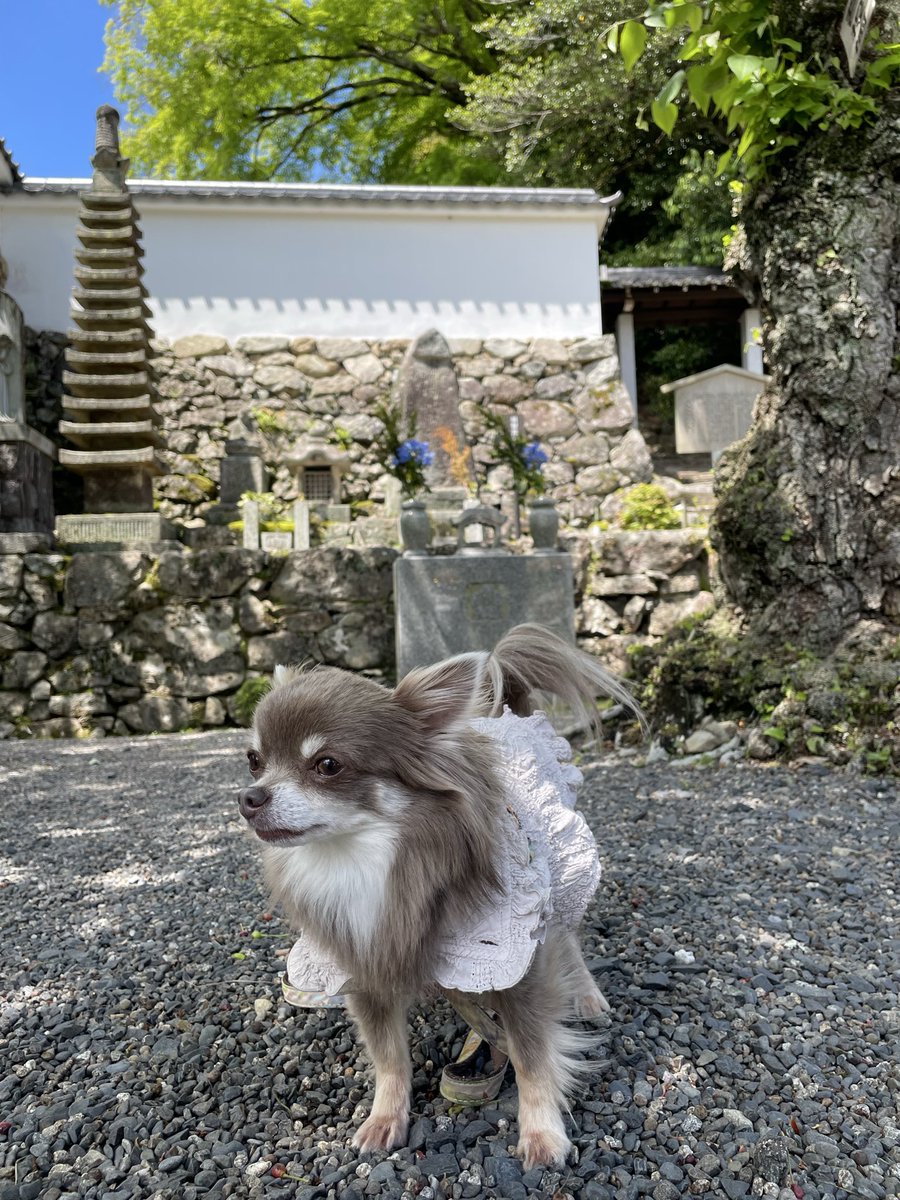 Aobyebye1's tweet photo. 近江坂本、西教寺の客殿が内部公開。
伏見城🏯が移築された建物で、豊臣秀吉の御座の間と、明智光秀の肖像画の実物を拝見‼️
光秀と秀吉が共存しているのが不思議な感じ😄 https://t.co/x5w70o5DCP