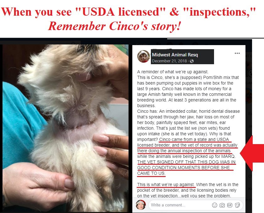 prettyinc's tweet photo. @RepJasonSmith @WaysandMeansGOP But u can sit idly by while countless innocent dogs die from tax-paid Bad $teward$hip, cant u?
While claiming to follow Christ, of all things, as if Jesus wd be a greedy puppy killer. 
#WWJD #MAGA #MOLEG #MOSEN #MISSOURI #MissouriGOP #MOAGRICULTURE #WHITEHOUSE #WaysandMeansGOP https://t.co/SBVFNbQwuo