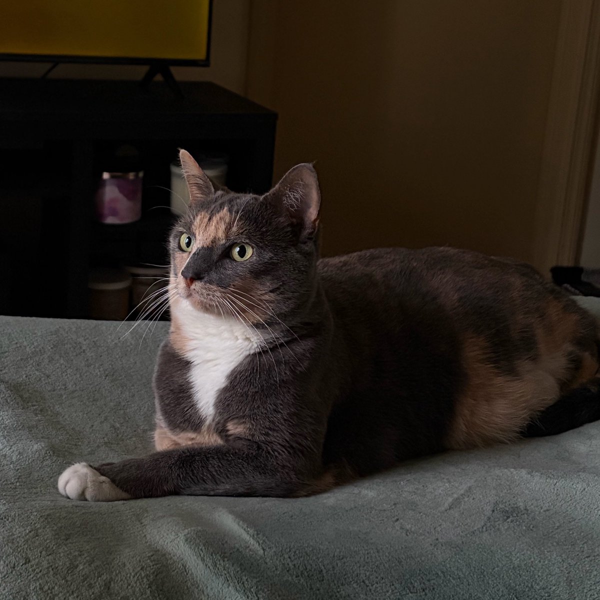 syphajobean's tweet photo. looking pretty cute on this tuesday evening https://t.co/NXswQVgk4a
