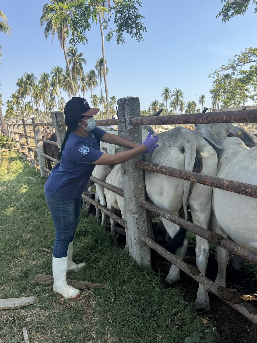 Estudiantes del grupo 406-A de la Licenciatura en Medicina Veterinaria y Zootecnia realizaron una práctica profesional en el Rancho "Boca del Tigre", ubicado en la comunidad de Corralero, Oaxaca.
Como parte de la asignatura de Inmunología Veterinaria, bajo la guía del M.P.B.T.